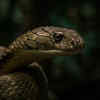 Female King Cobra