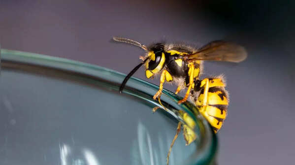 Bees and Wasps