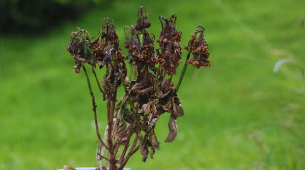 Dead, Dried, or Artificial Plants