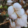 cotton plant