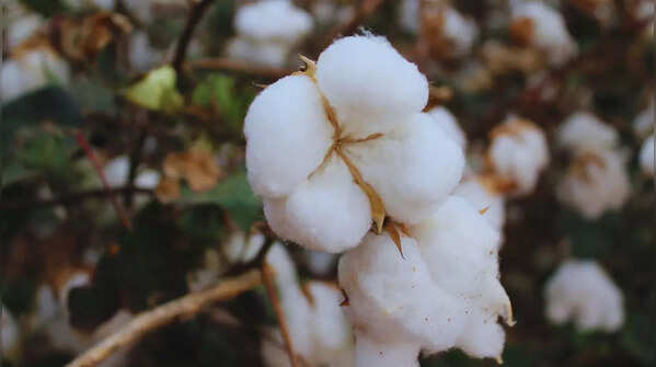 cotton plant
