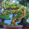 Bonsai Plants