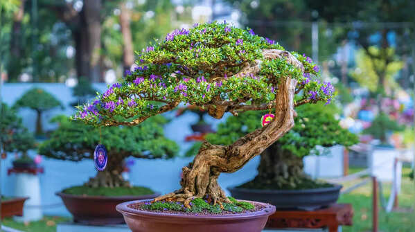 Bonsai Plants