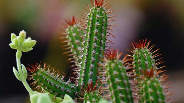 Cactus or any other thorny plants