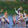 Article image for: Okhla Bird Sanctuary in Uttar Pradesh