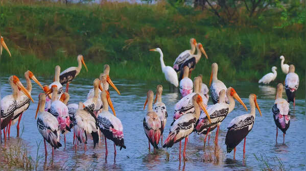 Okhla Bird Sanctuary in Uttar Pradesh