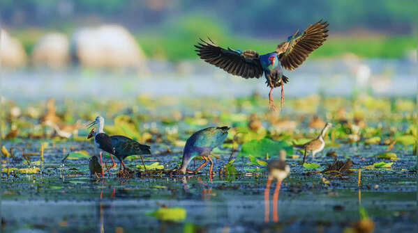 Harike Wetland in Punjab