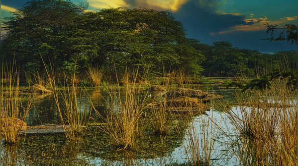 Sultanpur National Park in Haryana