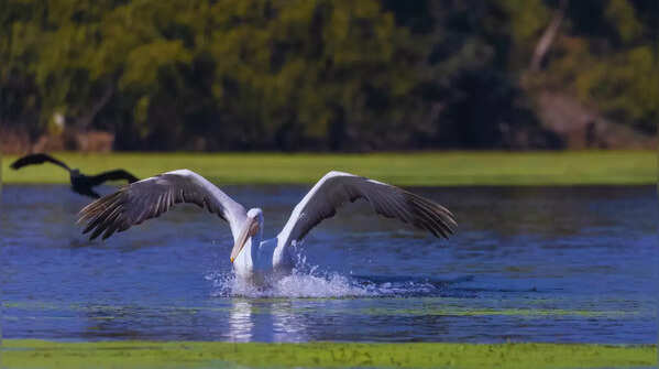 Keoladeo National Park in Rajasthan