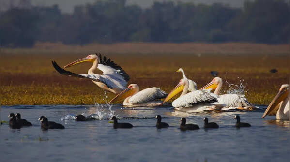 5 wetlands in North India to visit before the winter migratory season ends