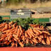 Why orange vegetables deserve attention
