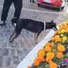 Article image for: Thumki , the <i class="tbold">Taj</i> Bengal dog