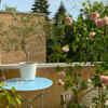 Use ground covers or dense planting