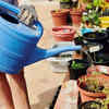 Avoid overwatering