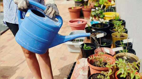 Avoid overwatering