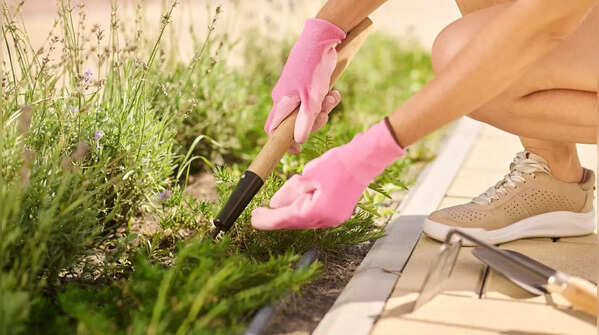 Remove weeds immediately