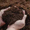 Article image for: Use high-quality, weed-free potting mix