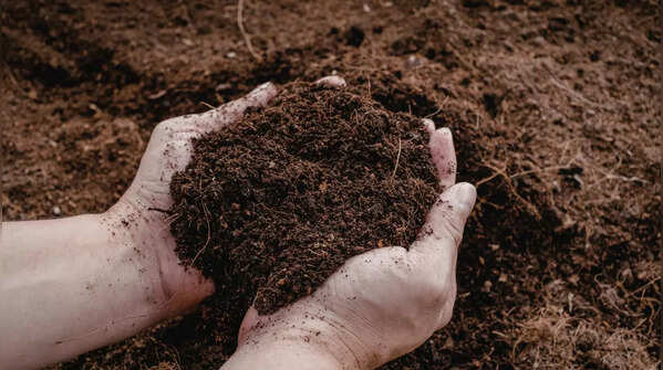 Use high-quality, weed-free potting mix