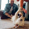 Play with your pet