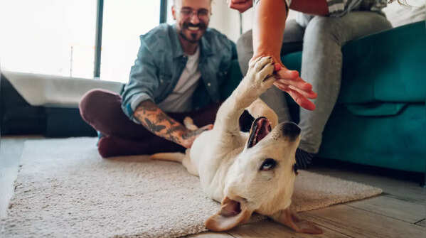 Play with your pet
