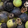 Black Walnuts