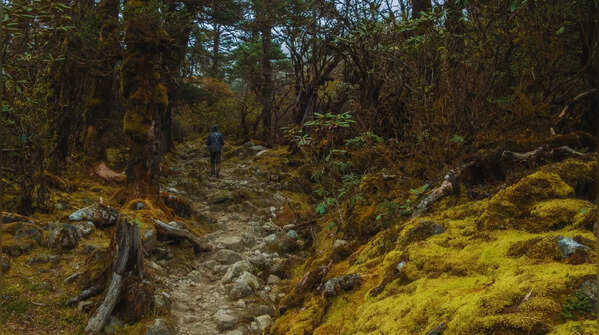 Singalila National Park in West Bengal