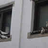 Avoid feeding pigeons near balcony and windows