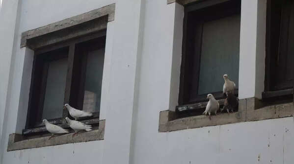 Avoid feeding pigeons near balcony and windows