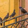 Install bird repellent devices