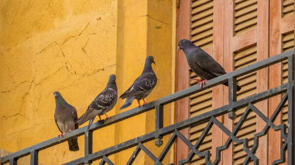 Install bird repellent devices