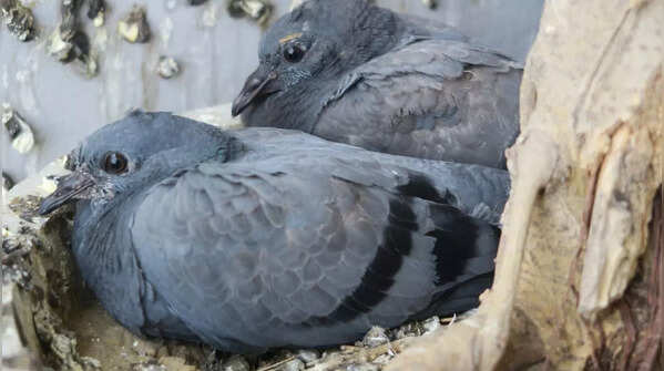 Remove potential nesting spots