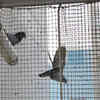 Install protective nets