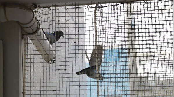 Install protective nets