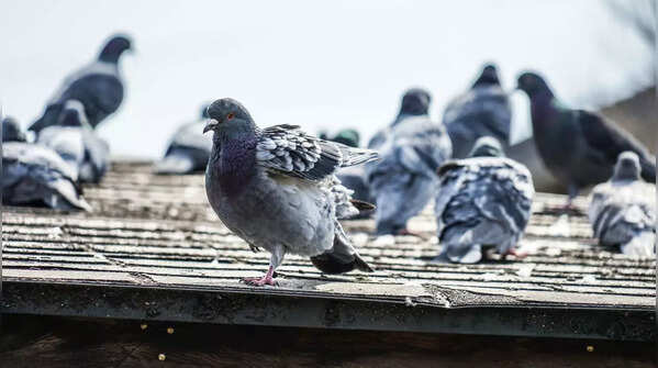 7 effective ways to keep pigeons away from balcony and windows