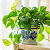 Article image for: A <i class="tbold">money</i> plant in Southeast