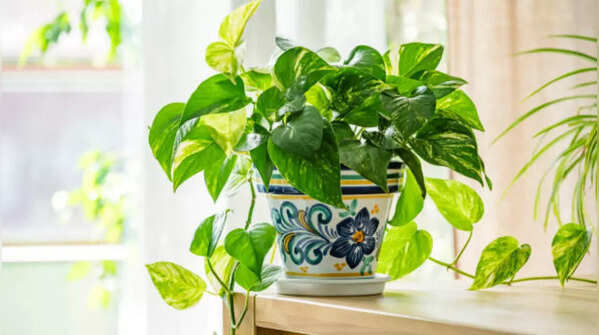 A money plant in Southeast