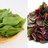Spinach and Amaranth