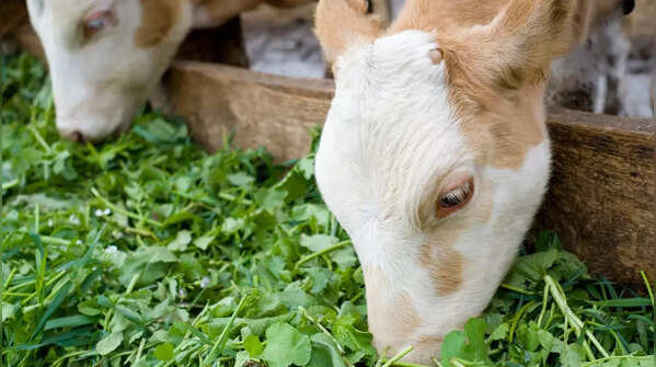 Green Fodder for Mercury