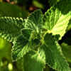 Article image for: <i class="tbold">mint</i>