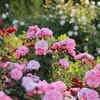 Roses 
