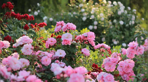 Roses