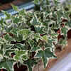 English Ivy