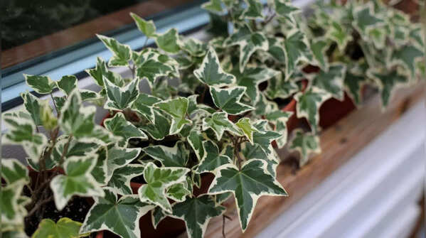 English Ivy