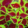 Coleus
