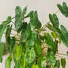 Philodendron