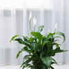 Peace Lily
