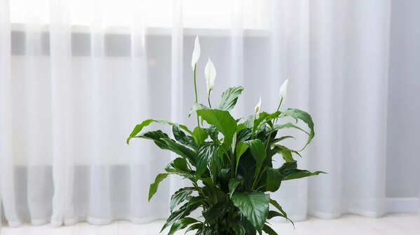 Peace Lily
