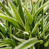 Spider Plant