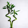 Lucky Bamboo