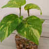 Article image for: <i class="tbold">money</i> Plant (Pothos)